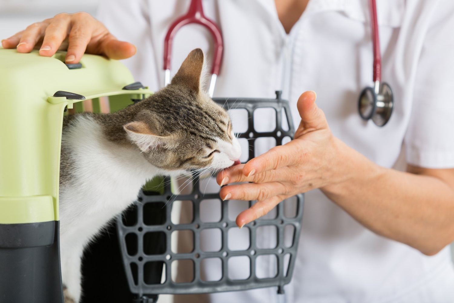 Cat in carrier